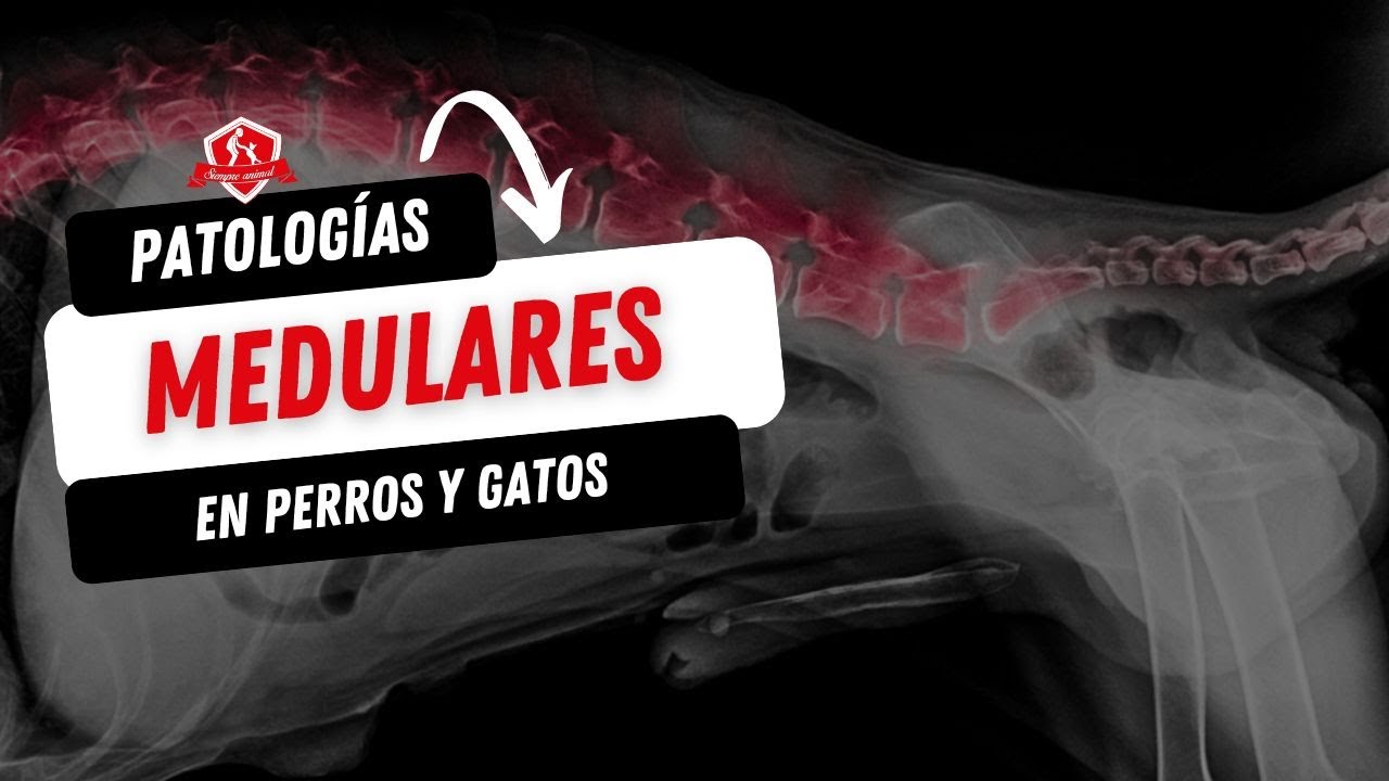Enfermedades medulares en perros y gatos