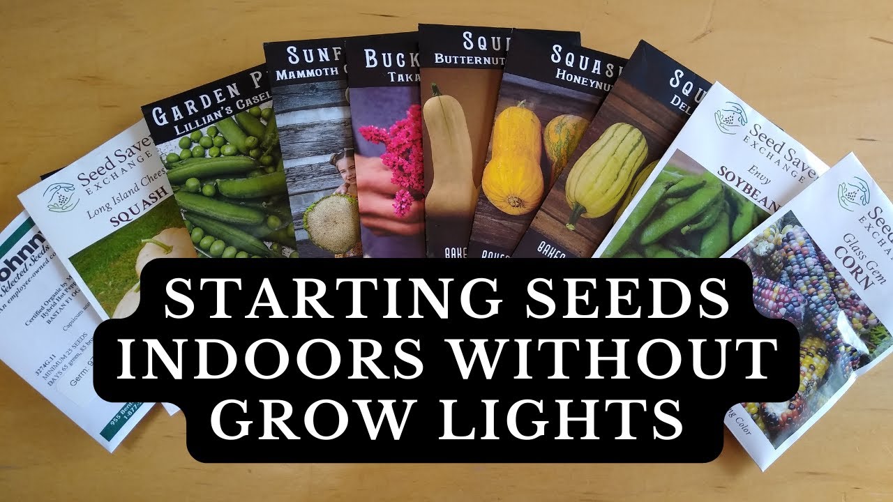 How to Start Seeds Indoors WITHOUT Grow Lights