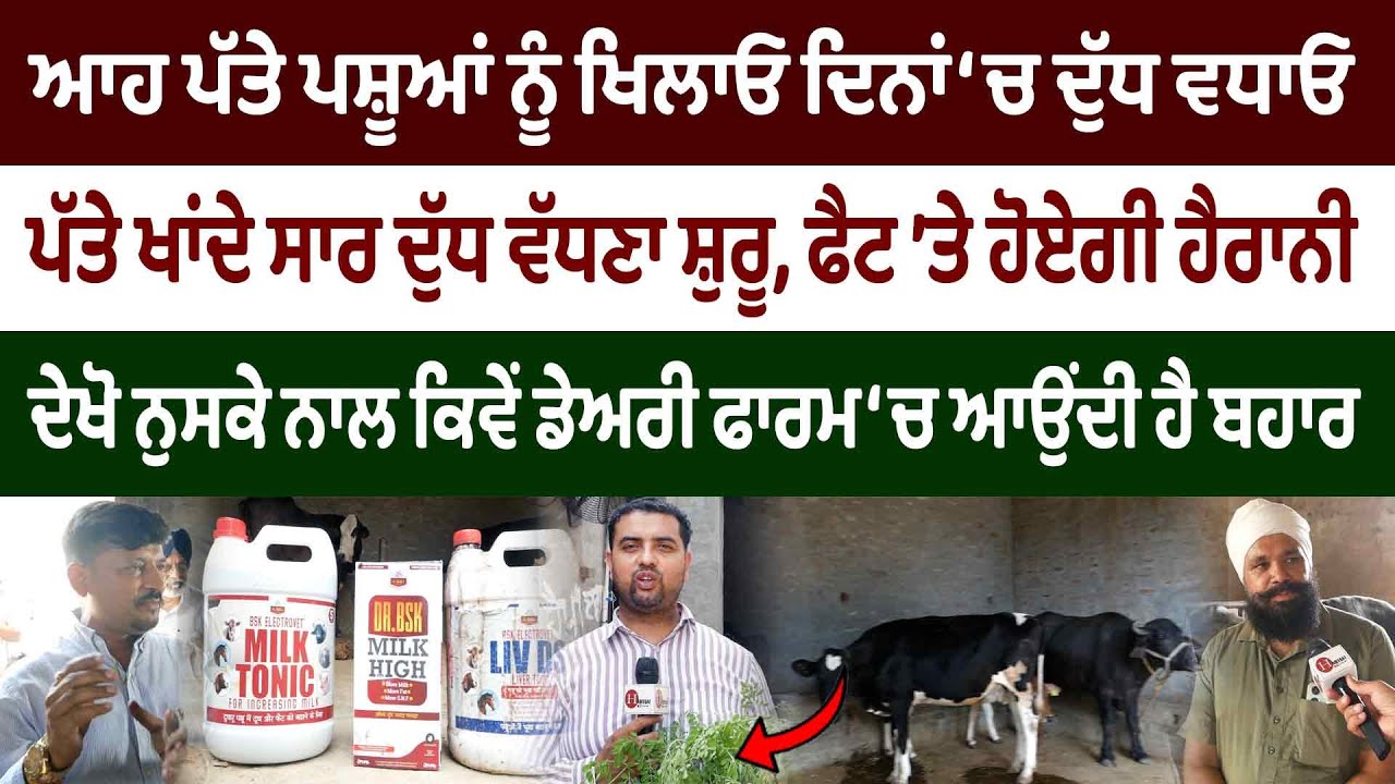 ਦੁੱਧ ਵਧਾਉਣਾ ਚਾਹੁੰਦੇ ਹੋ ਤਾਂ ਆਹ ਪੱਤੇ ਤੋੜਕੇ ਪਾਉਣੇ ਸ਼ੁਰੂ ਕਰ ਦਿਓ
