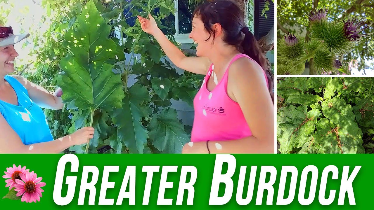 Лопух большой (Arctium lappa) &mdash; определение, применение и удаление