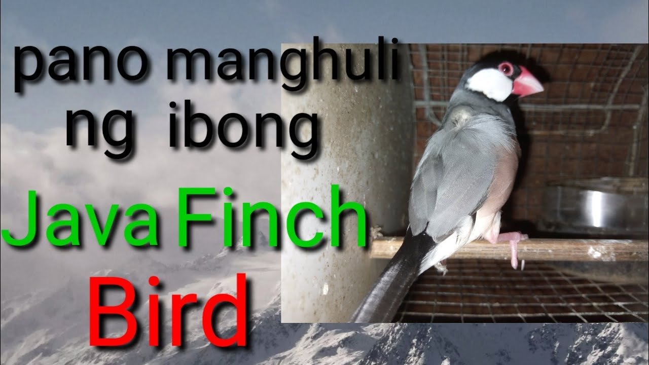 bird trap (pano manghuli ng ibon) java Finch bird, net trap ( kurag)