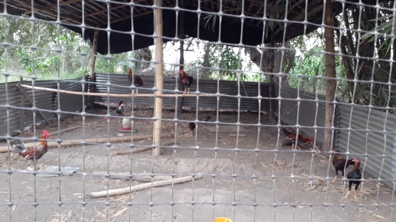 Pollos en machero