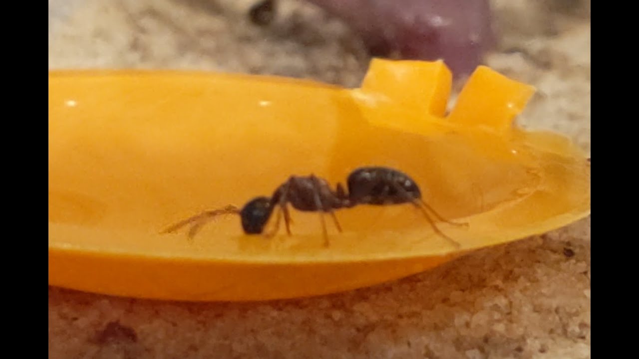 Camponotus vicinus feeding (attempt)