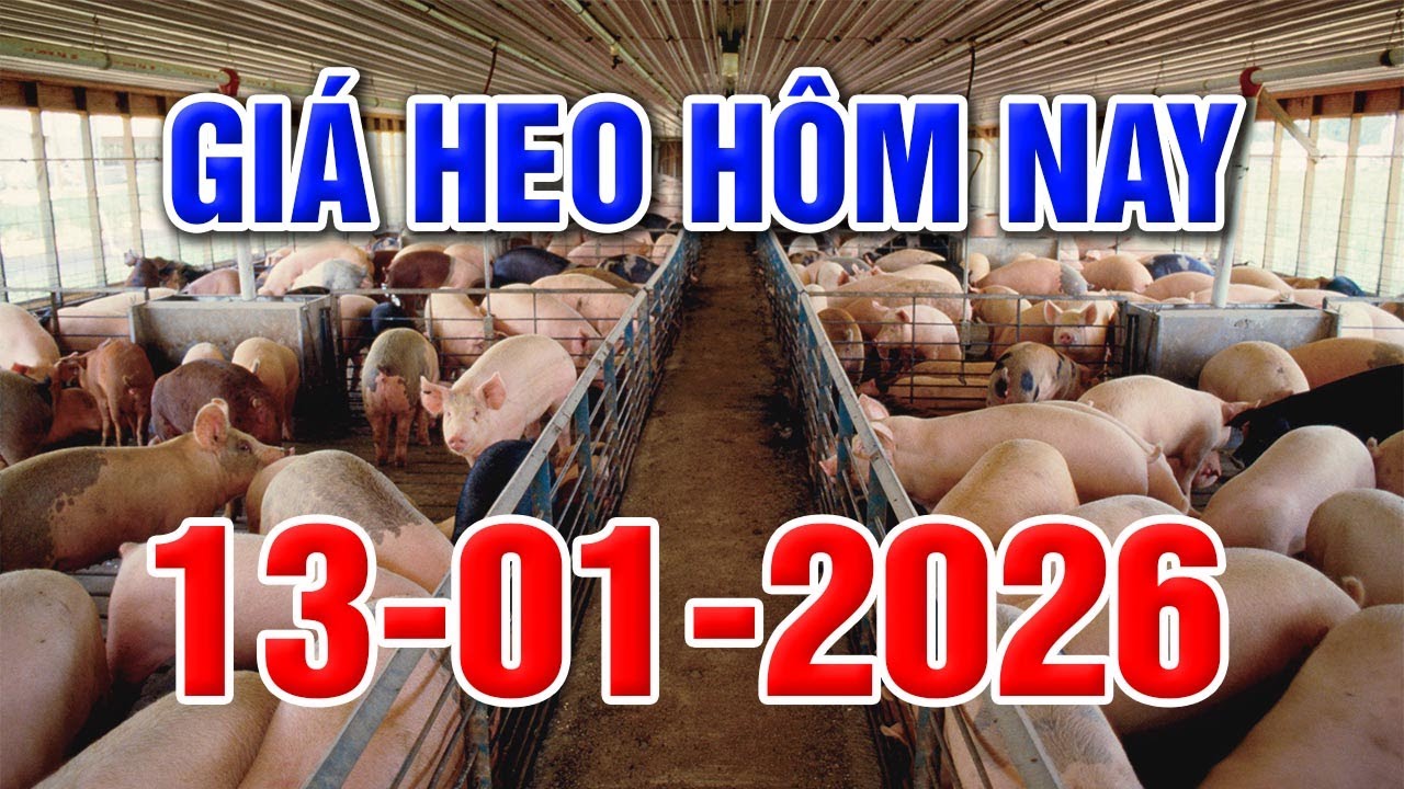 Giá Heo Hơi Hôm Nay Ngày 13/01/2026 | GIÁ HEO HƠI 3 MIỀN