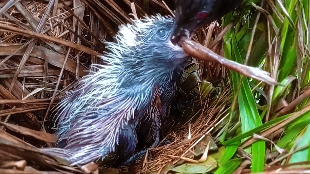 GIANT Frog Legs vs. Hungry Coucal Chick!