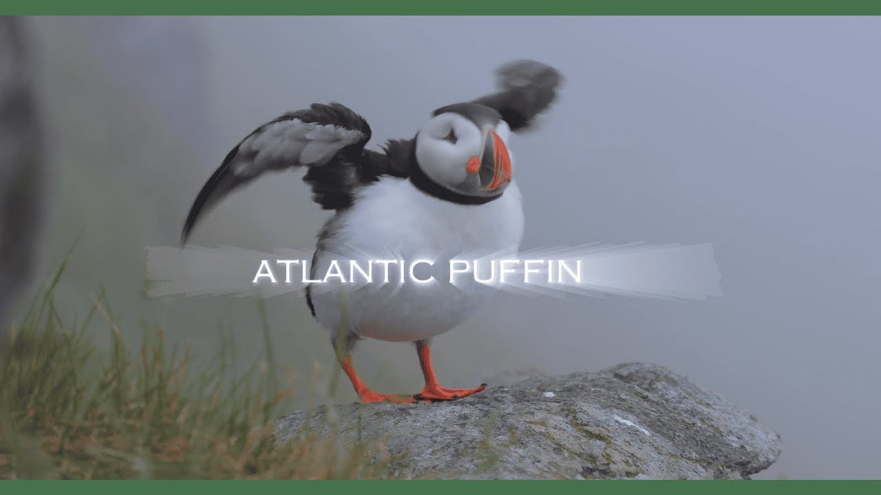 Atlantic Puffin: The Colorful Clown of the Sea #AtlanticPuffin #Seabirds