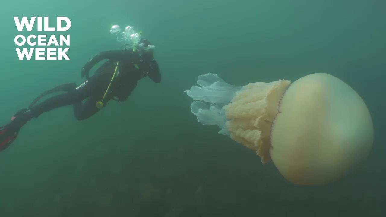 Gb, l'incontro con la medusa gigante: 