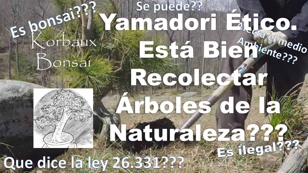 Yamadori &Eacute;tico. Est&aacute; Bien Recolectar &Aacute;rboles de la Naturaleza???