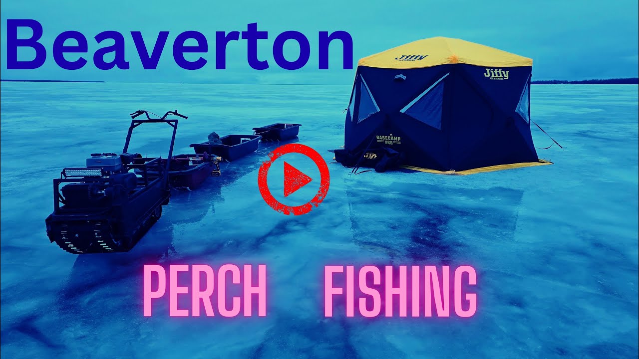 Lake Simcoe, Beaverton ice fishing perch
