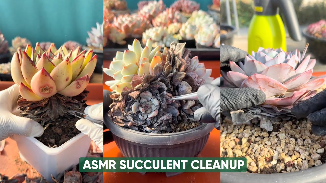Уход за суккулентами в стиле ASMR: Очистка отмерших листьев для расслабления 🌵✨Не разговаривать