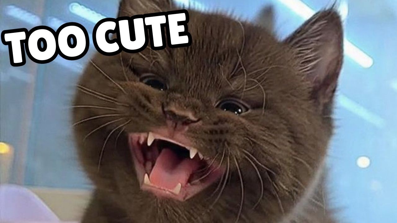 The cutest kittens to brighten your day | The most adorable and fun kittens 🐱🐱🐱