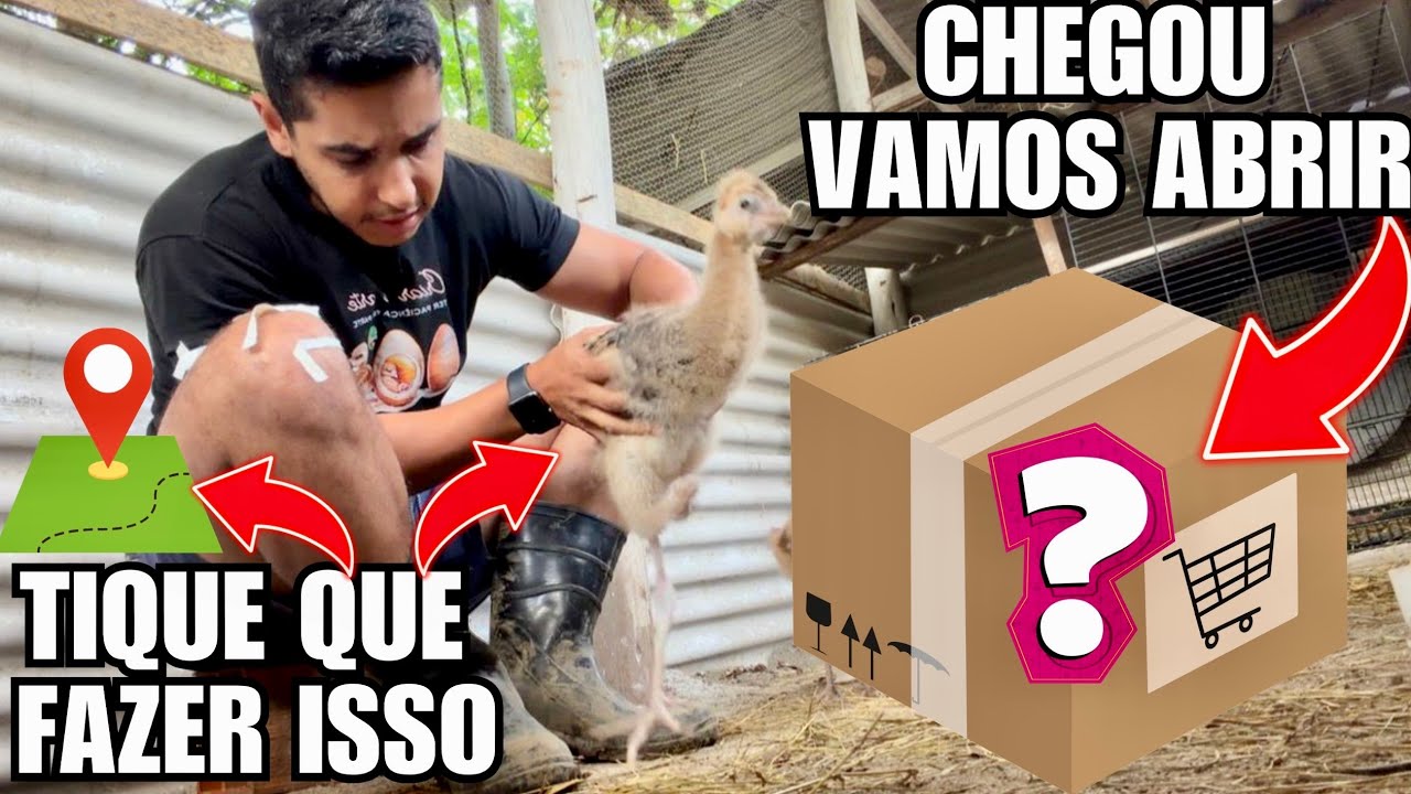 Novidade novo sítio | Vamos Abrir a caixa  | Cuidando do Grou para na ter Asa de Anjo | Aves Recriar