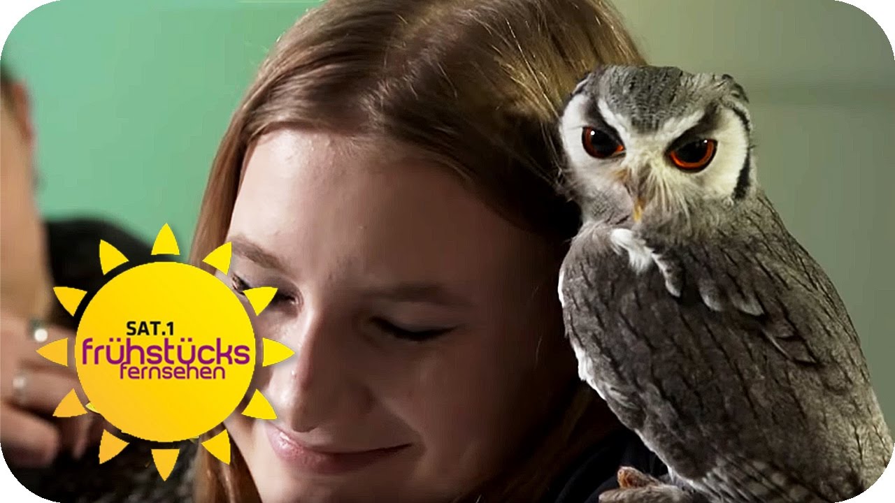 Wie bei HARRY POTTER: Kuscheln mit Eulen! | SAT.1 Frühstücksfernsehen | TV