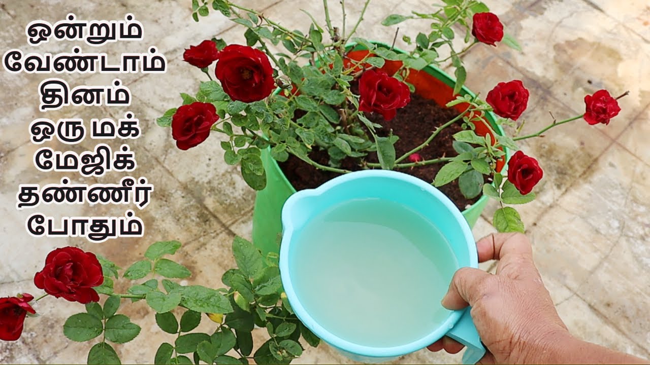 மேஜிக் தண்ணீர் உரம் ஒரு மக் தினம்  போதும் நிறைய பூக்கள் பூக்கும் | easy magic water fertilizer