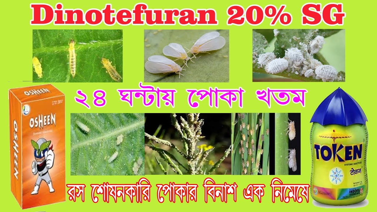 Dinotefuran 20%  SG। সকল প্রকার রস শোষণকারী পোকা  দমন।Osheen। token। #insecticides #farming