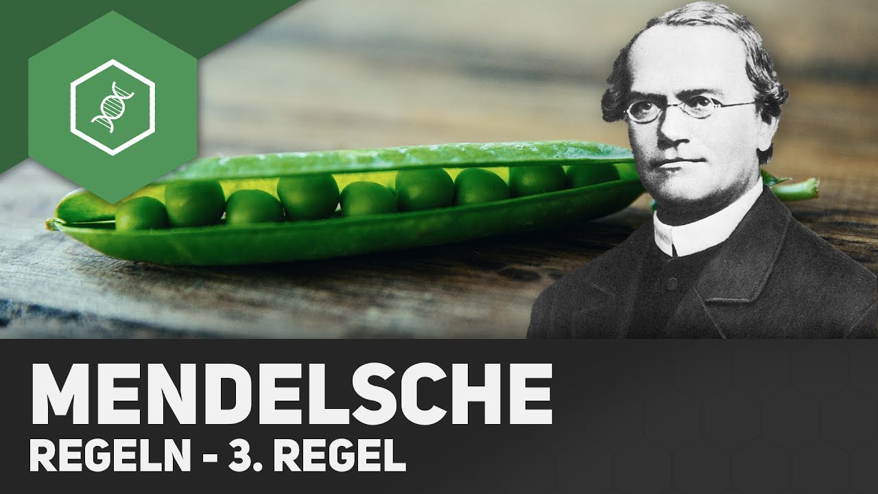 3. Mendelsche Regel - Unabhängigkeitsregel