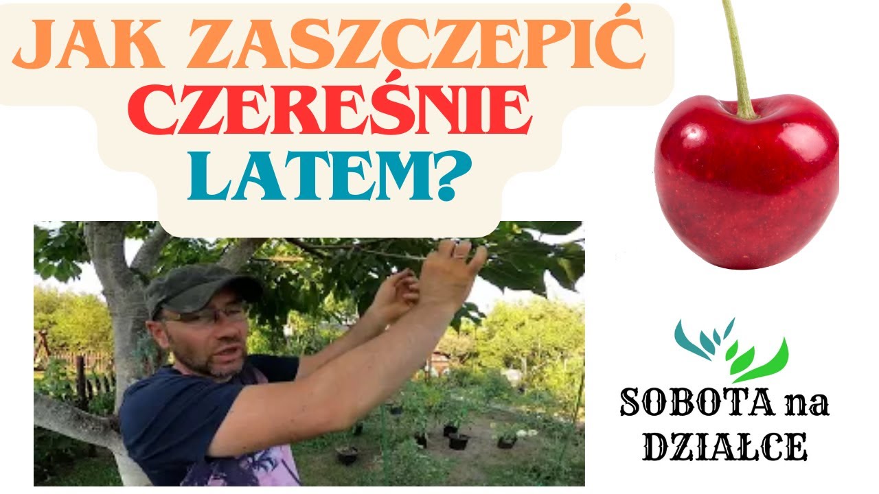 Jak zaszczepić czereśnie latem?🍒