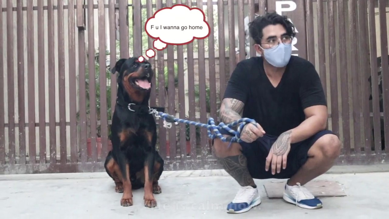 Aggressive or not ?Sultan Rottweiler Training in hindi Session Part 1
