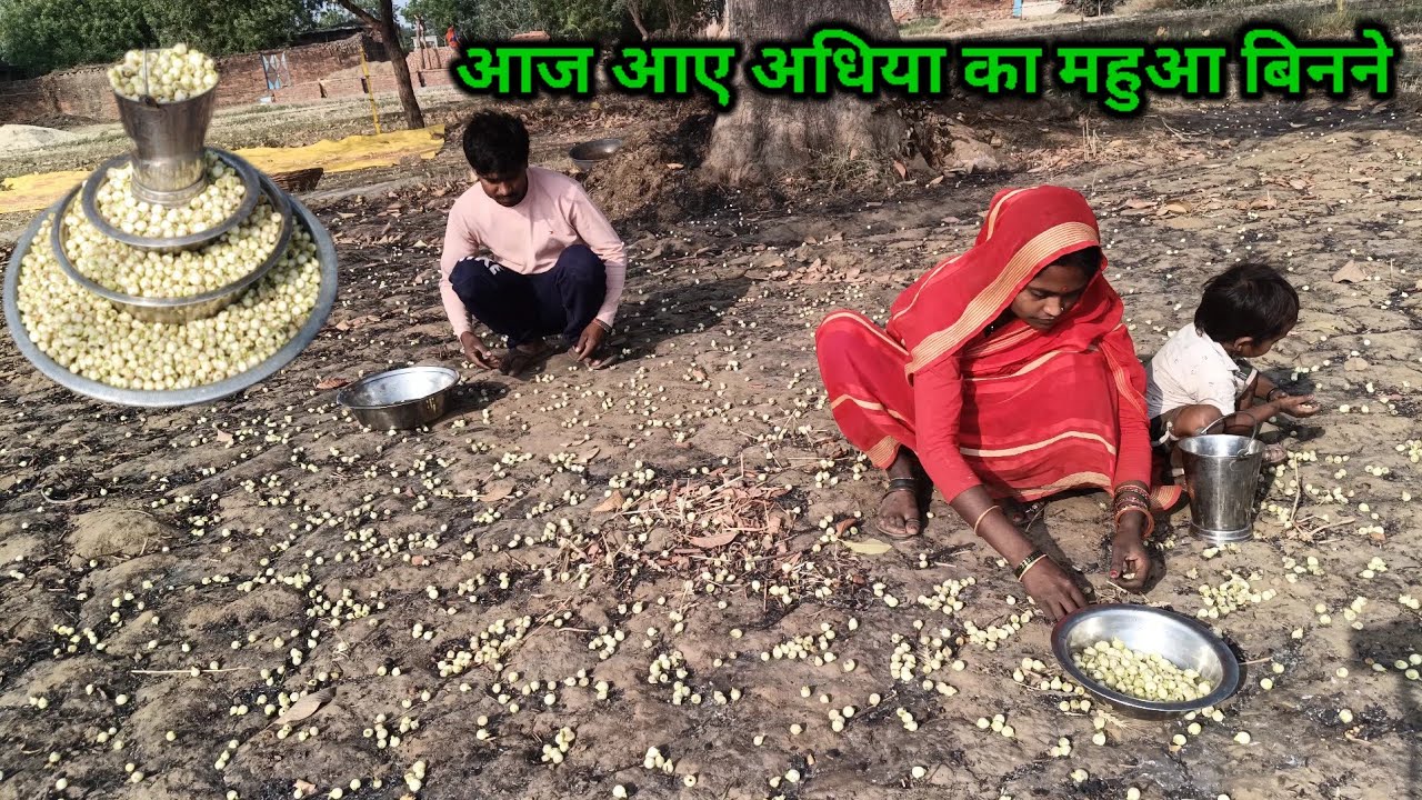आज बिन लाए ढेर सारे महुआ | सत्तू में खाने के लिए | Village Life |
