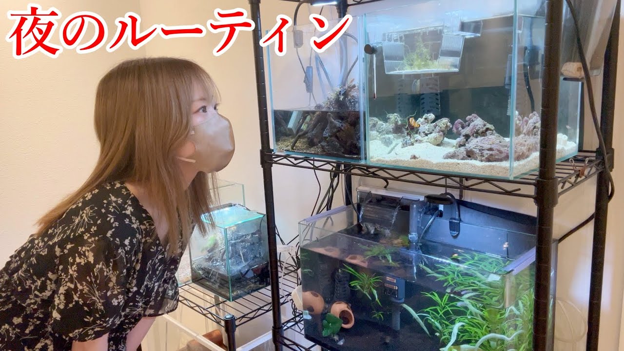 15種類のカニを飼育する20代女のナイトルーティン #アクアリウム
