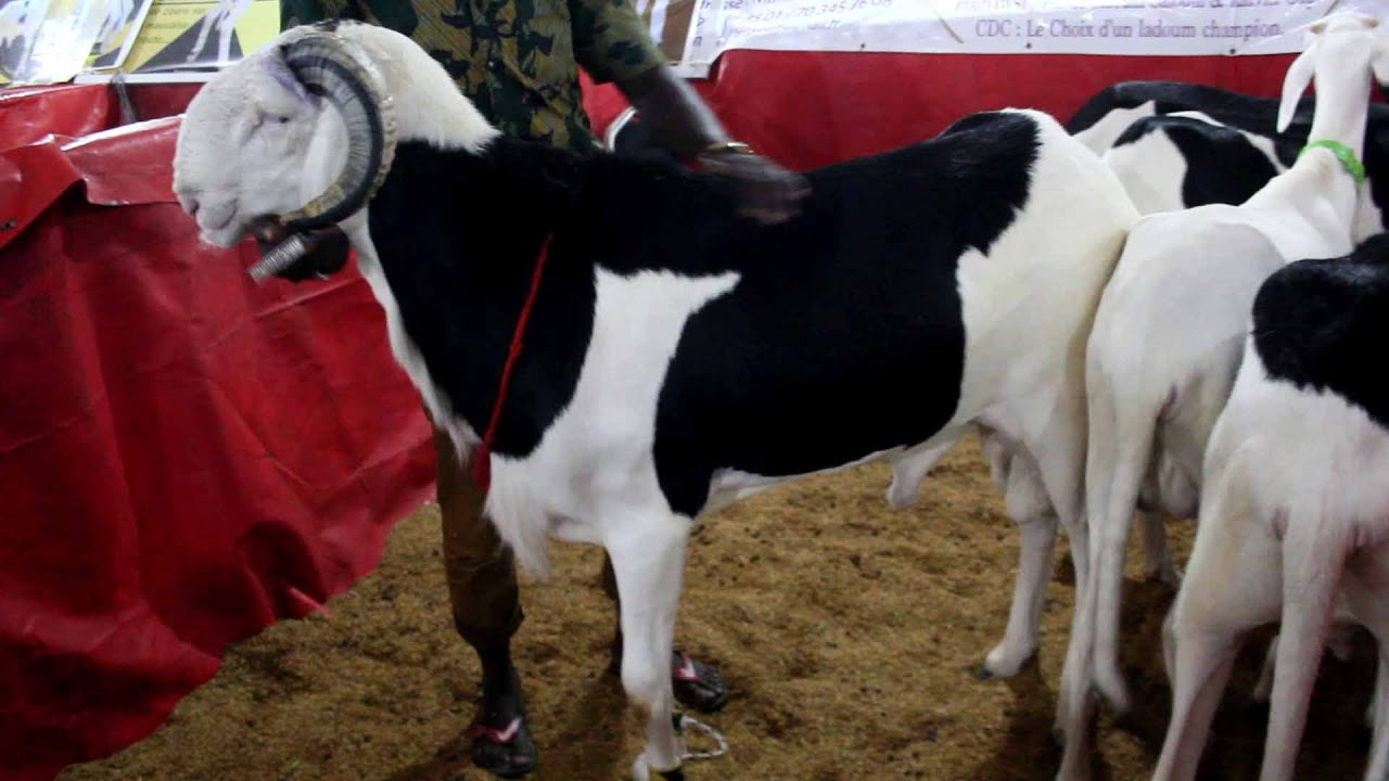 BERGERIE CARREFOUR DES CHAMPIONS A LA FILA