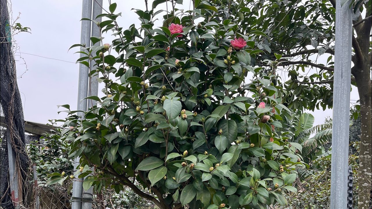 Những siêu phẩm trà my cổ mà ít người sở hữu lh :0989253016 để được sở hữu 