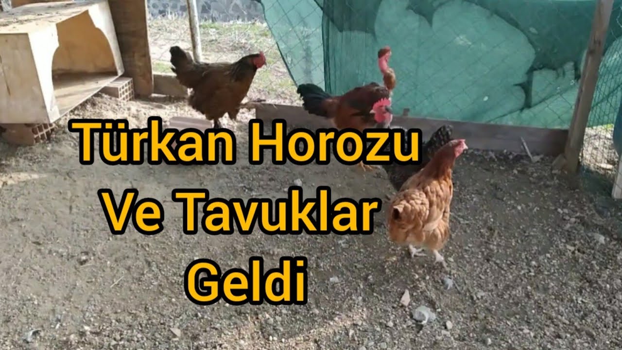 YENİ TÜRKAN HOROZU VE TAVUKLAR