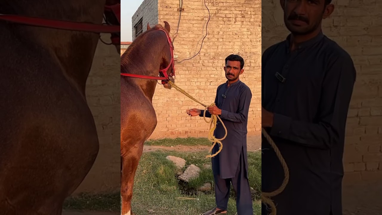 Baral line breeder Ghoda