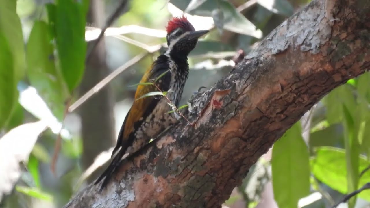 Black-rumped Flameback (Dinopium benghalense) Male