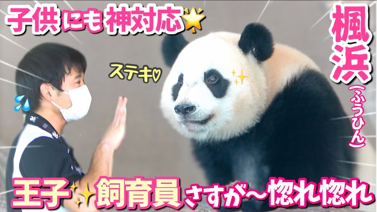 【パンダアイドル楓浜】王子飼育員の対応が良すぎる♡自慢げなふうひん🐼えっ帰った⁉️テンション爆下がり💦