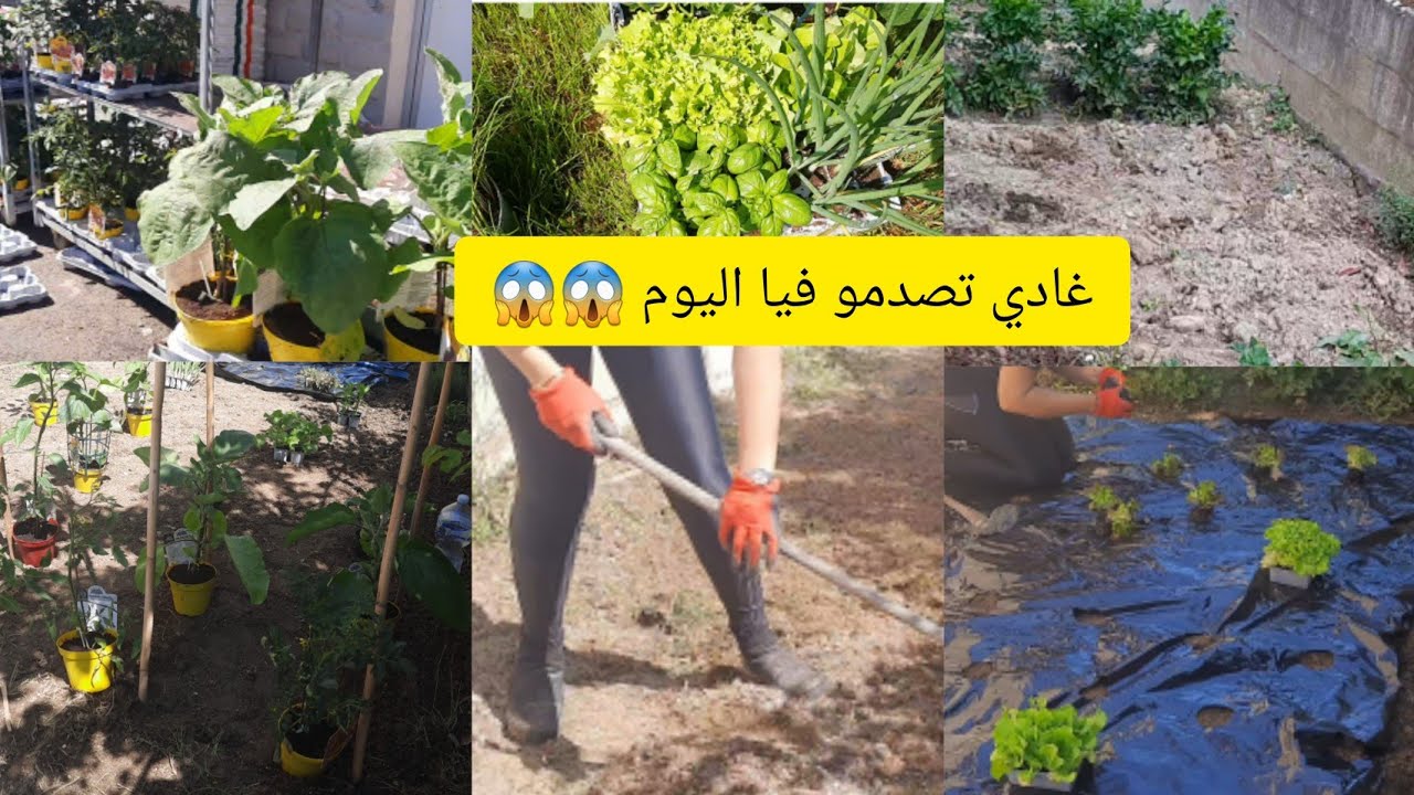 ماشي غير اجي وقولي امرأة فحلة وقادة