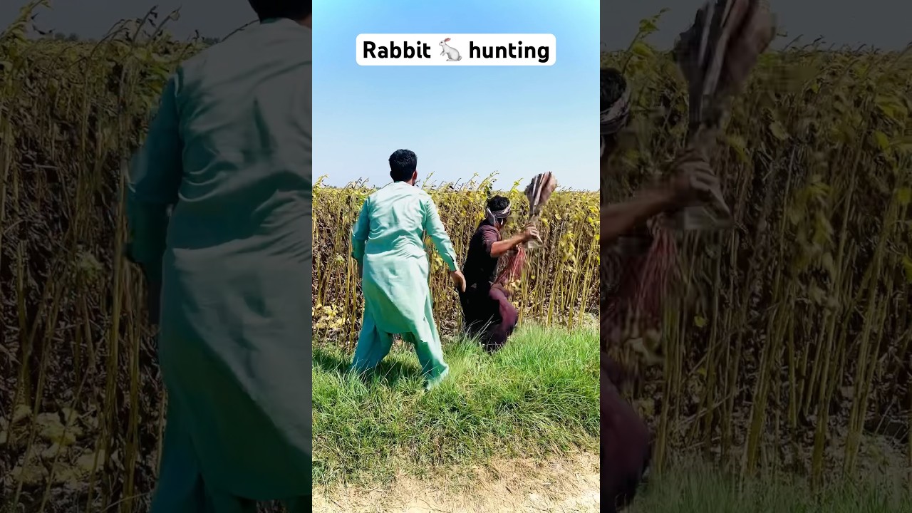 Rabbit 🐇 hunting #animals #farming #shortsyoutubevideo