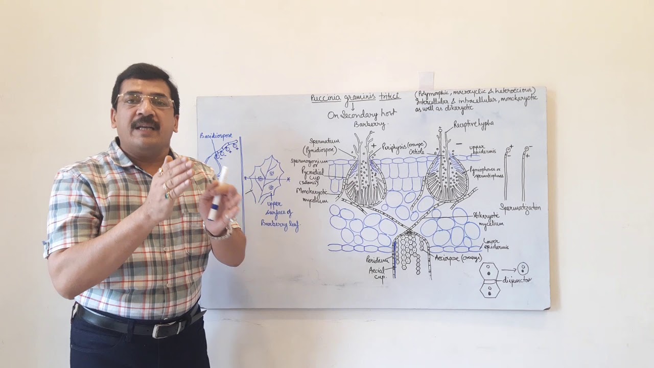 Puccinia -2- life cycle on secondary host