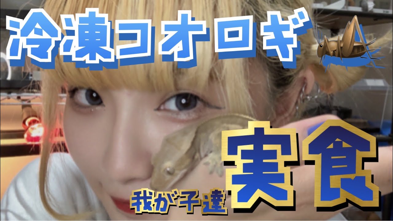 のーか 【冷凍コオロギ】爬虫類・両生類に冷凍餌与えてみた