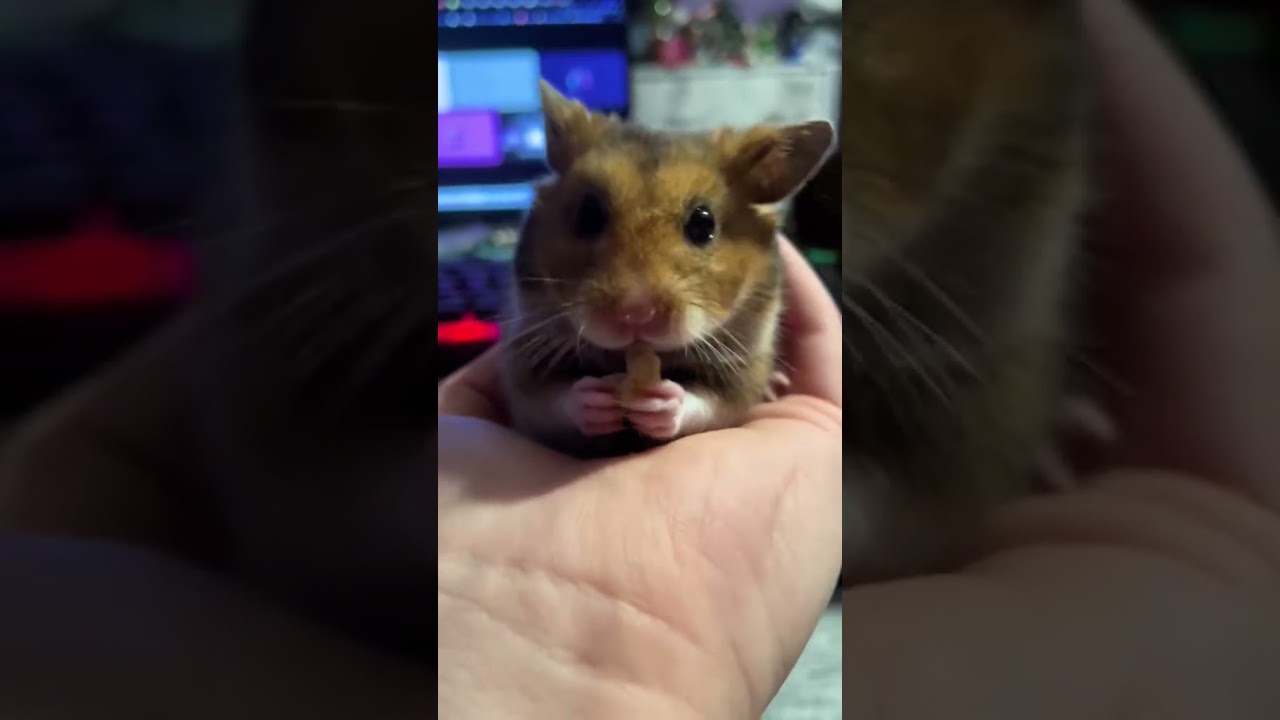 Meet chunky my pet hamster eating his favorite snack