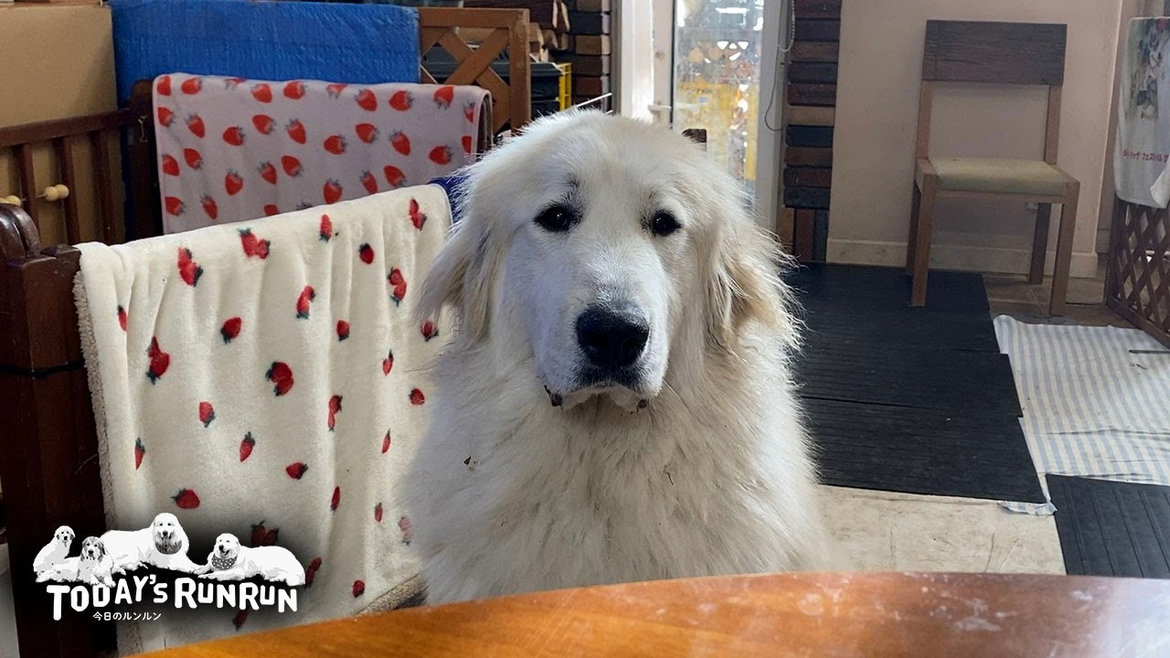 少食卒業！ごはんがもっと欲しくて抗議の座り込みを決行したリリーです　Great Pyrenees　グレートピレニーズ
