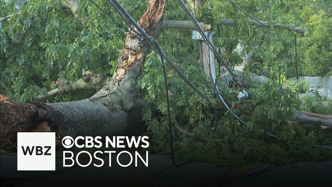 Strong storm brings down trees in Belmont