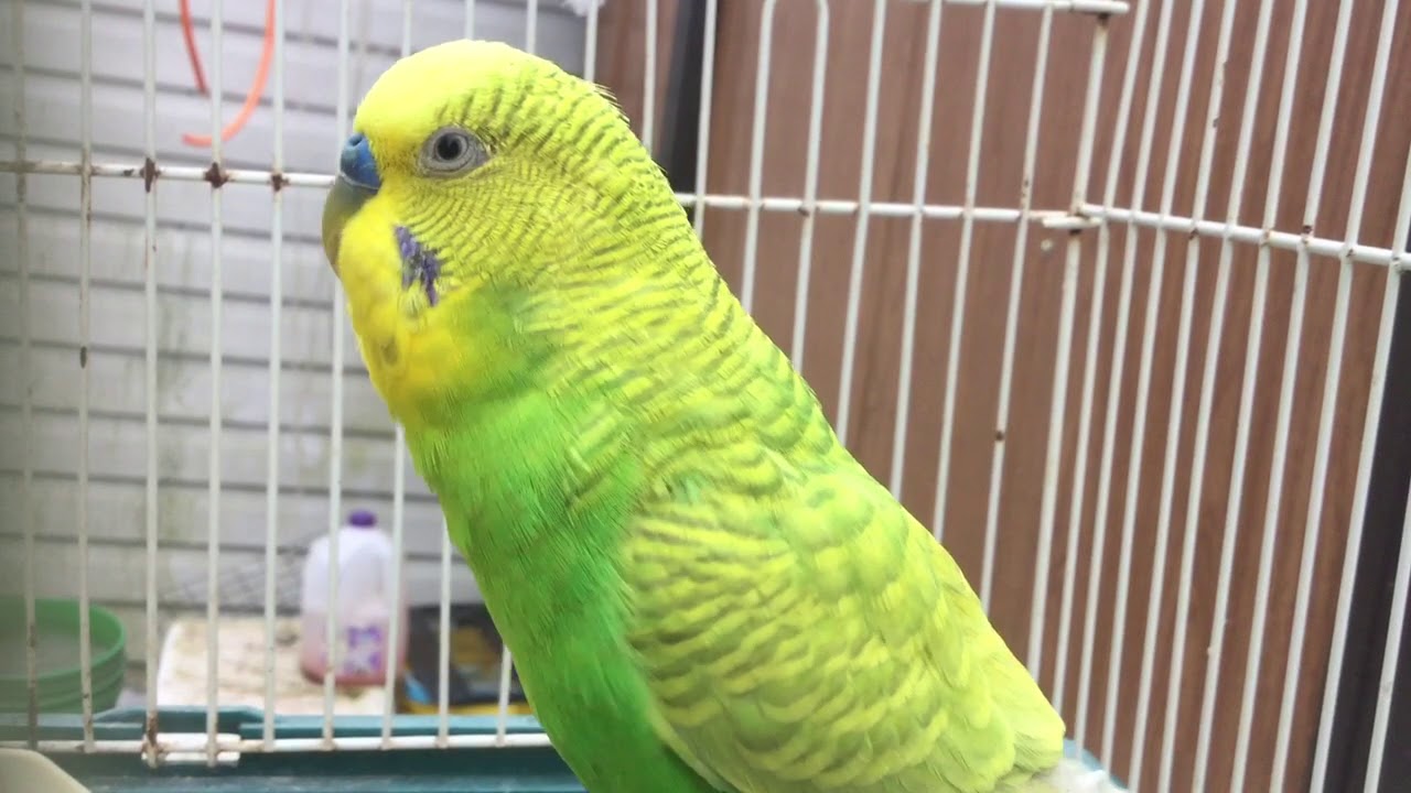Male Budgie/Parakeet Flock Calling(Kami)(Волнистых попугаев)