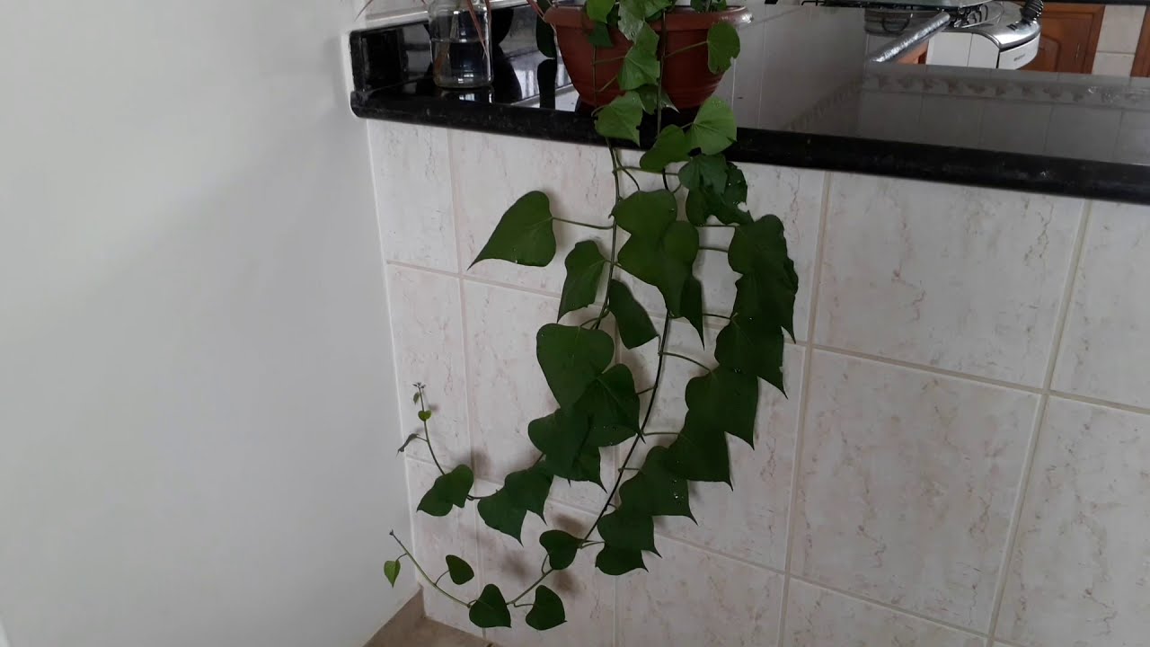 como transformar  batata doce em planta ornamental, uma pendente  que desenvolve rapidamente