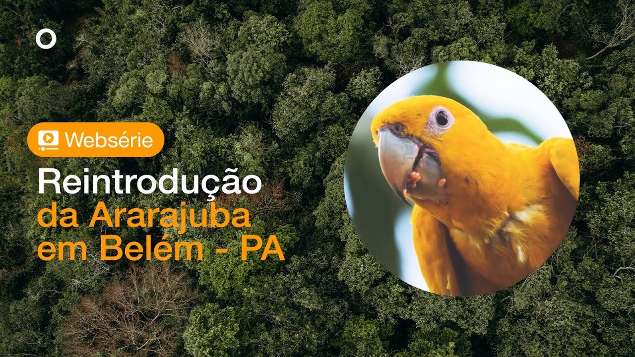 1º Episódio: Após 100 anos reintrodução da Ararajuba em Belém - PA