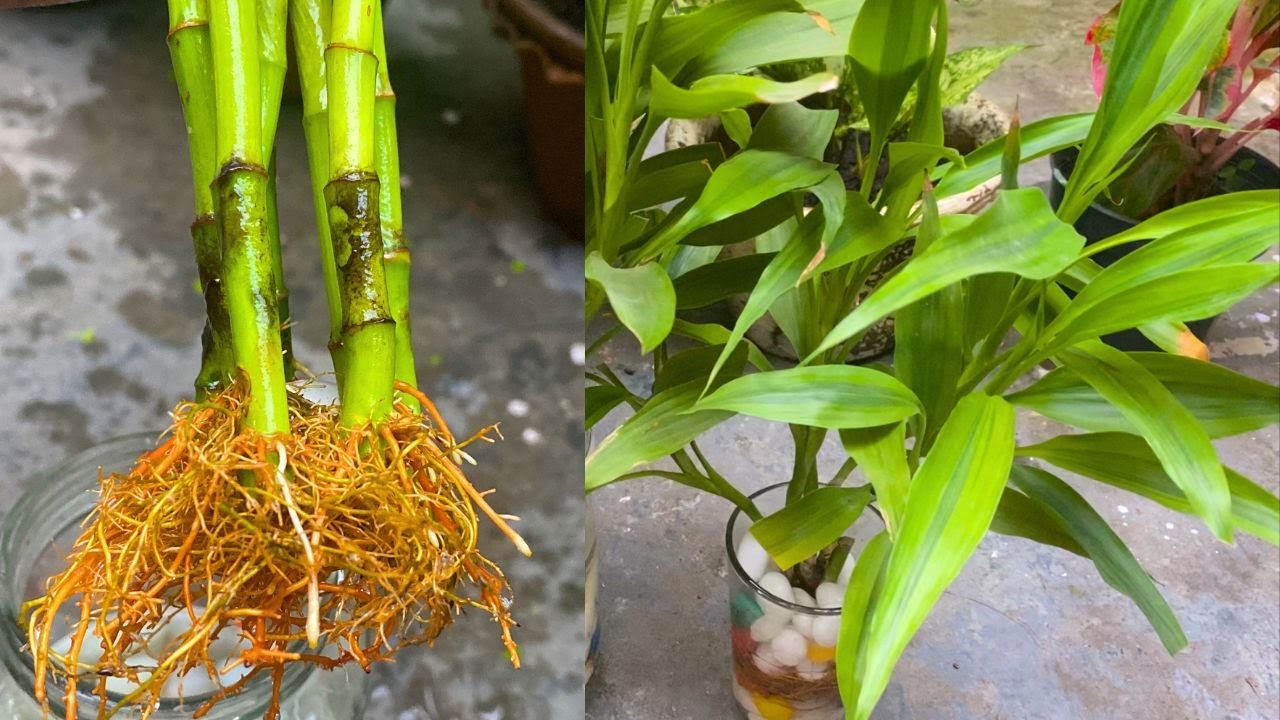 Lucky Bamboo Care in Water and Soil(Hindi) | Lucky bamboo caring kaise karein | Techngarden