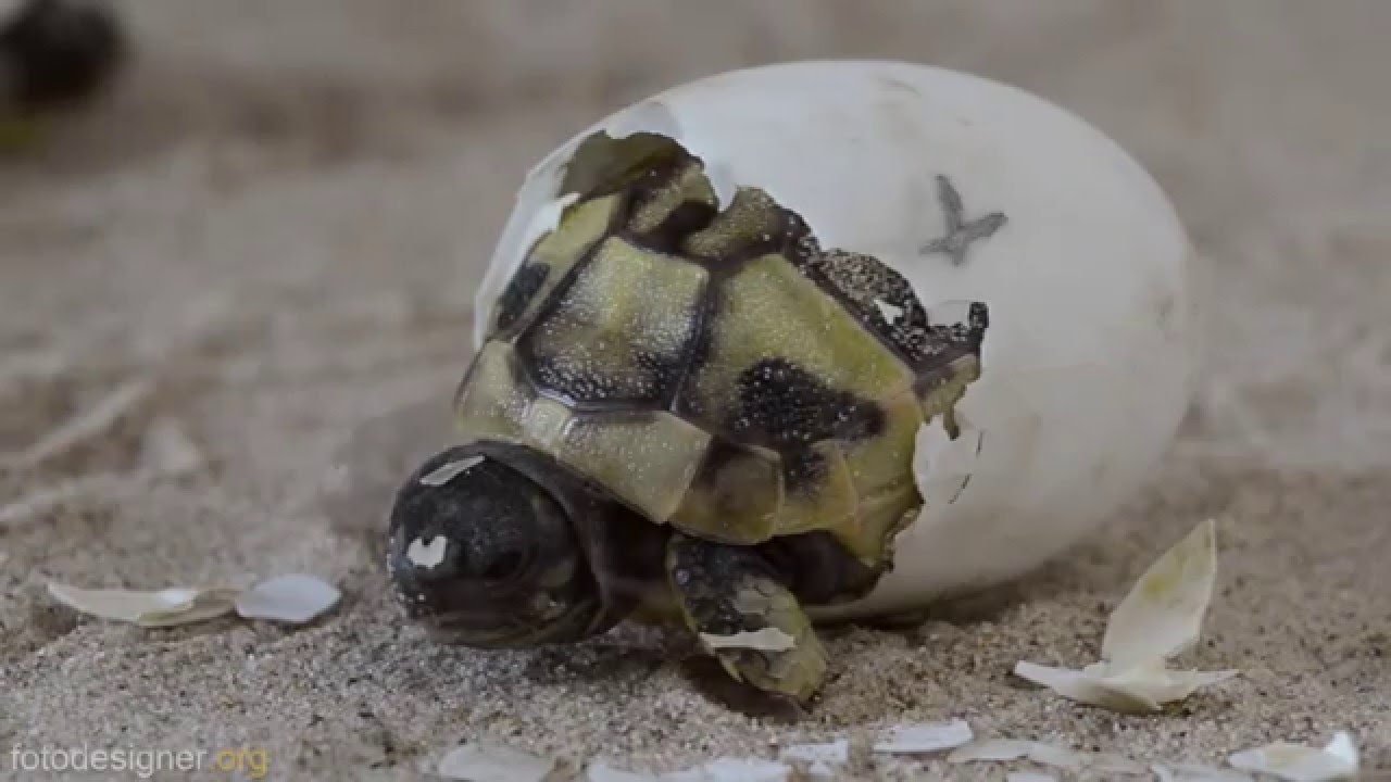 Schlüpfen Griechischer Landschildkröten / Greek tortoise hatching