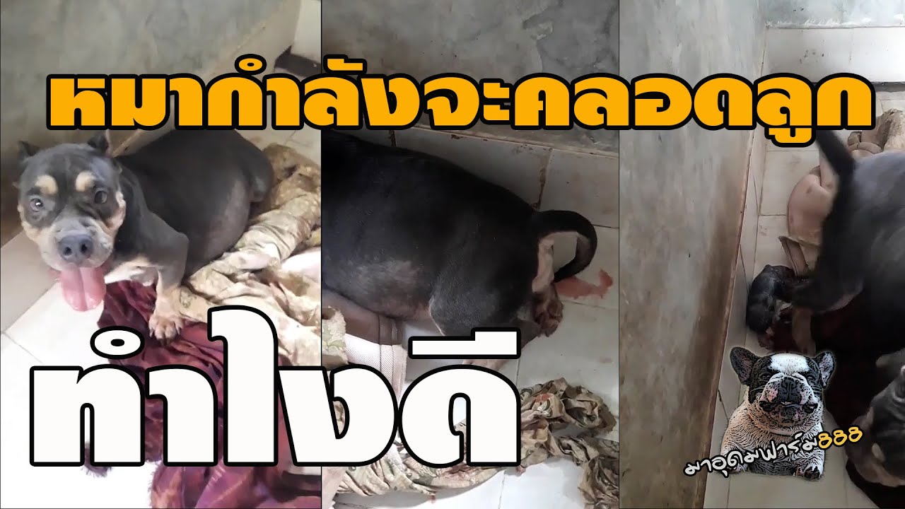 มือใหม่ต้องดู...หมากำลังจะคลอด แล้วเกิดแบบนี้...