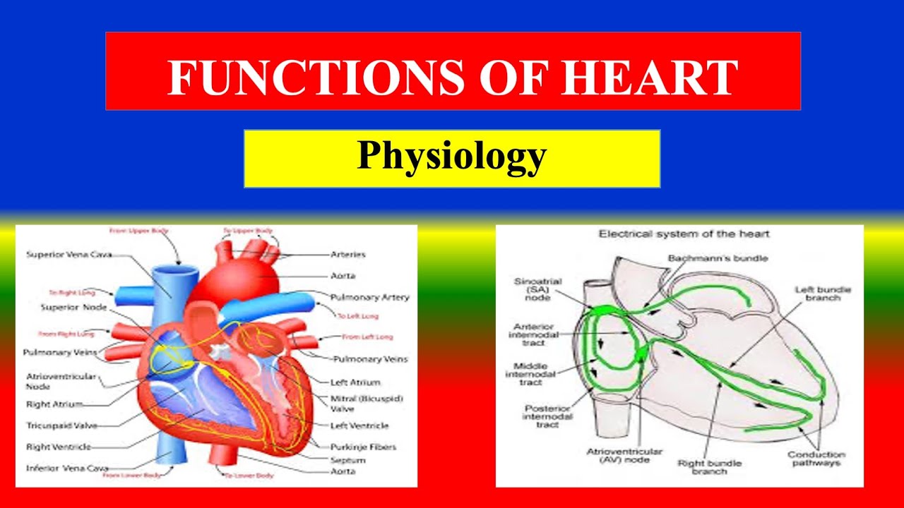 FUNCTIONS OF HEART -  Applied physiology for Nursing