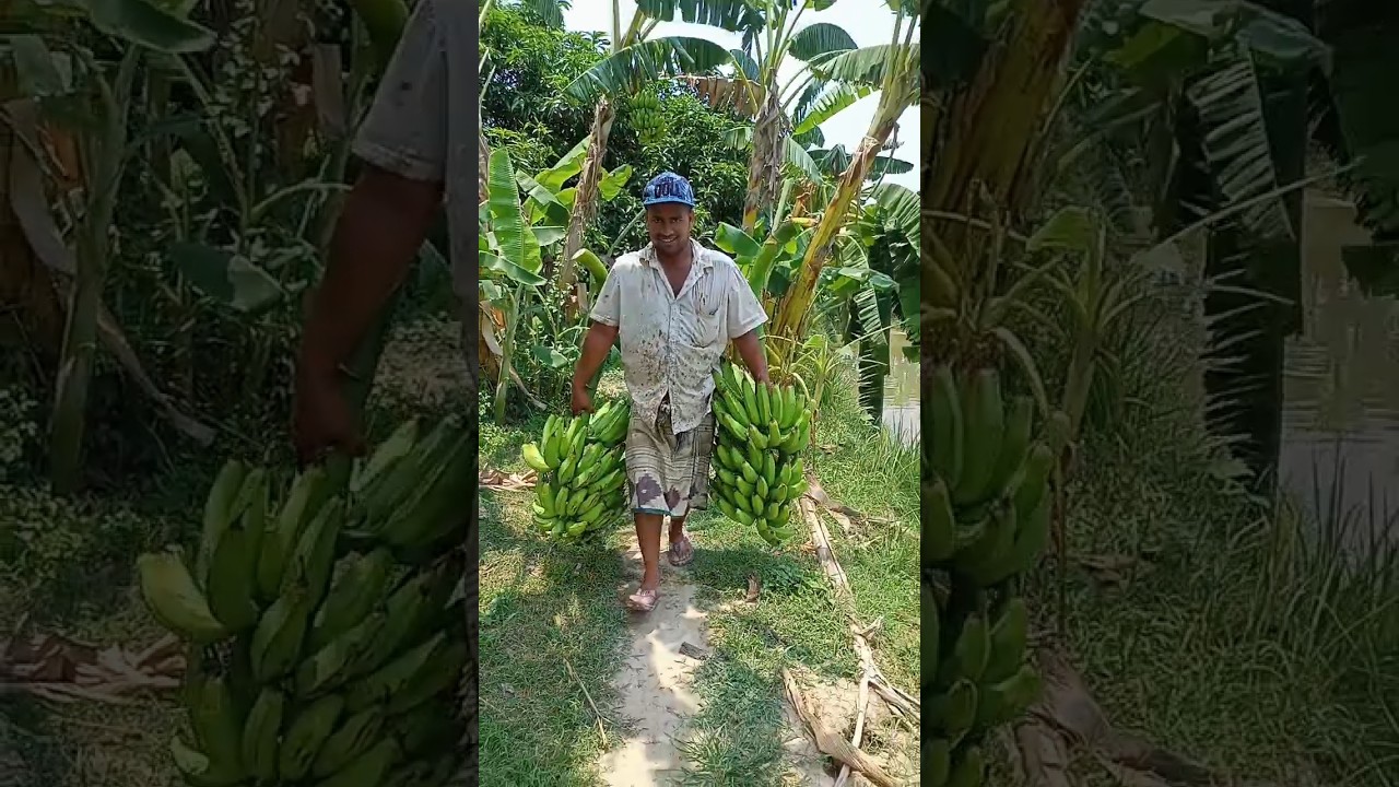 Collecting banana