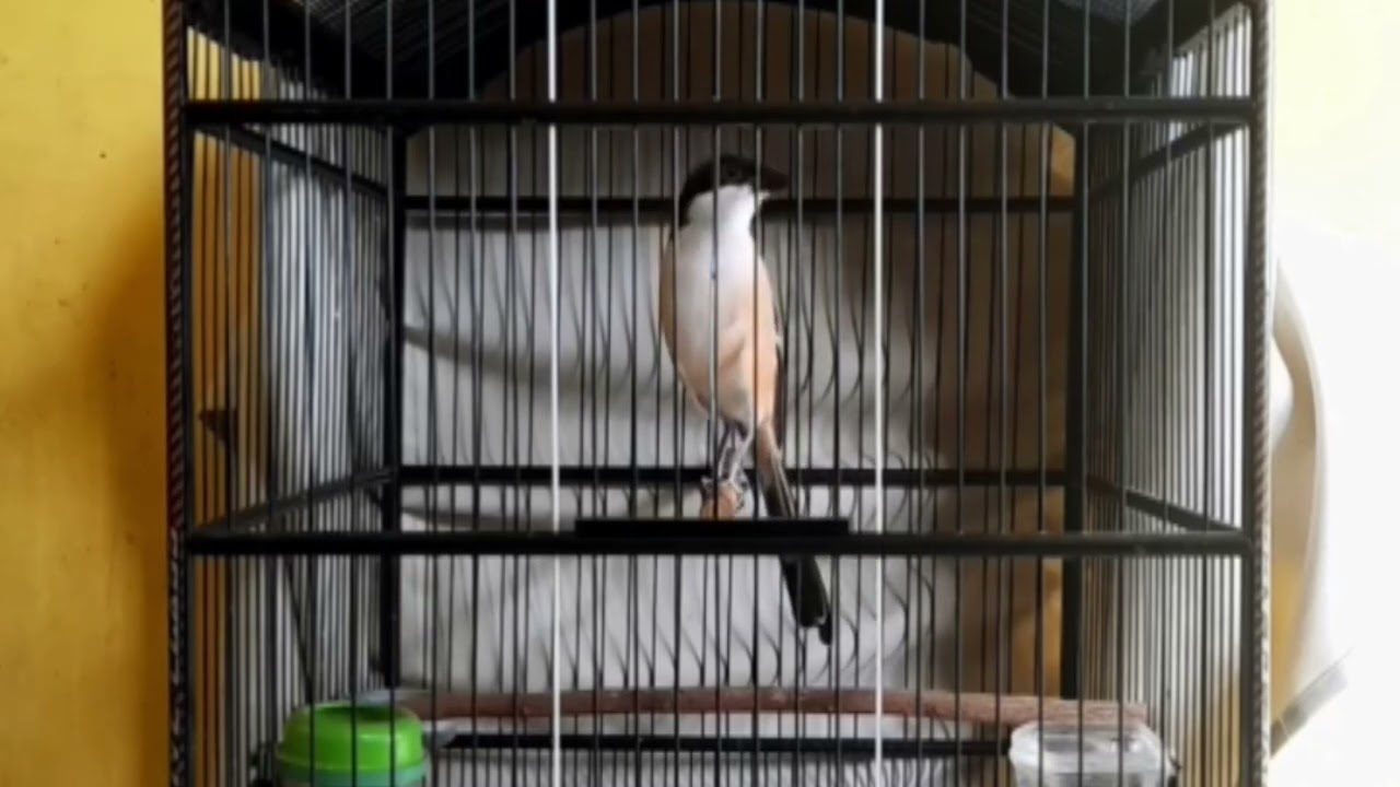 CENDET NDAS GOSONG FULL TEMBAKAN MEWAH BOLO #cendetgacor #ternakcendet #bodbodcendet #burung #cendet