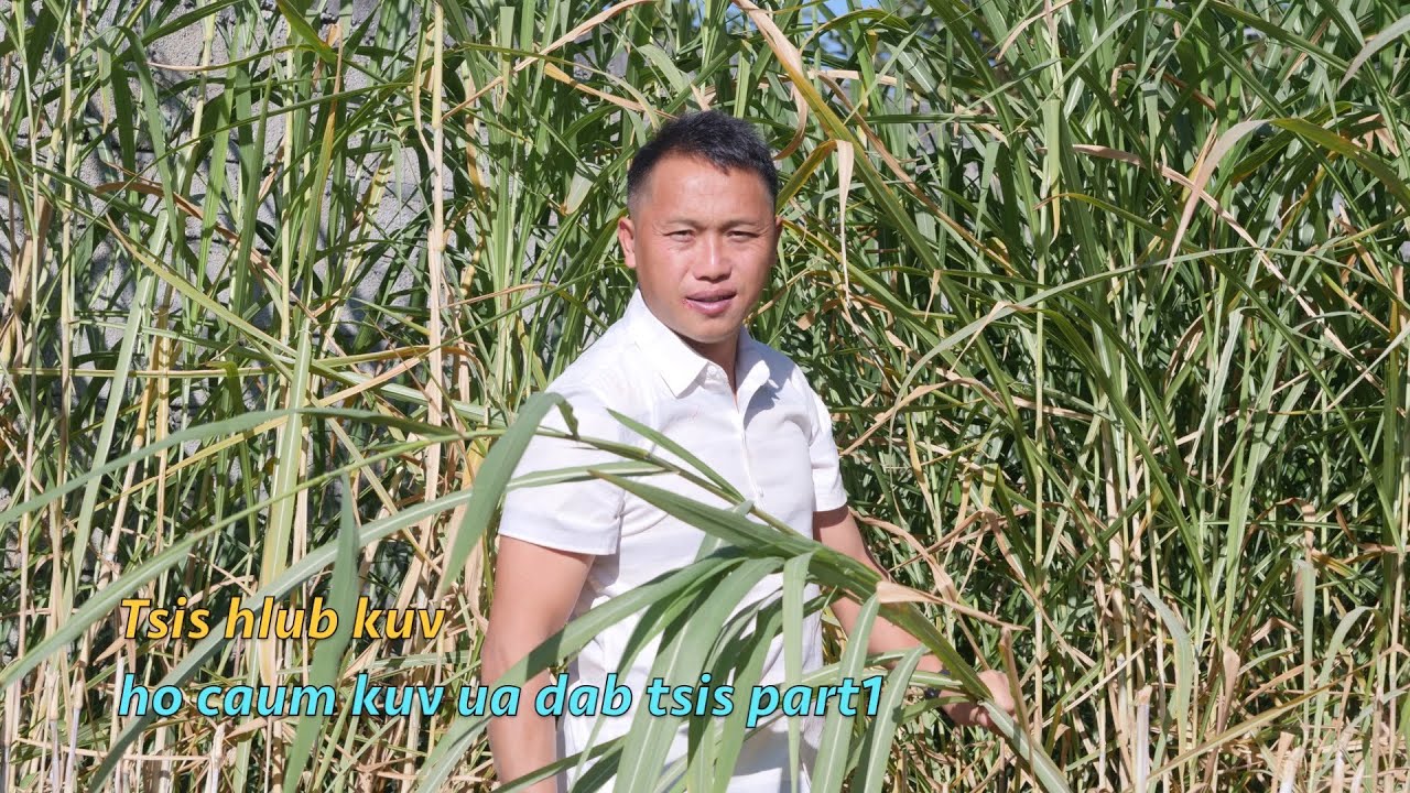 Tsis hlub kuv ho caum kuv ua dab tsis 12/06/2025