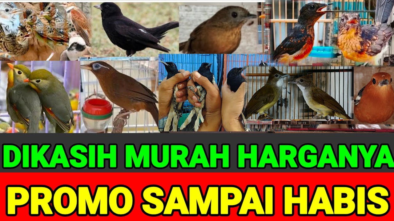 🔴 BANYAK YANG BUNYI !!  SEMUA KITA PROMOKAN REAL BURUNG IMPORT & LOKAL 0838-7553-6945