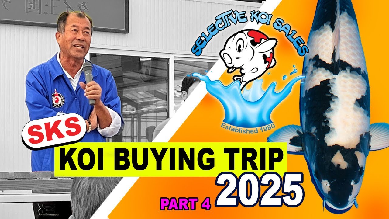 SKS Koi Buying trip 2025 (Part 4)
