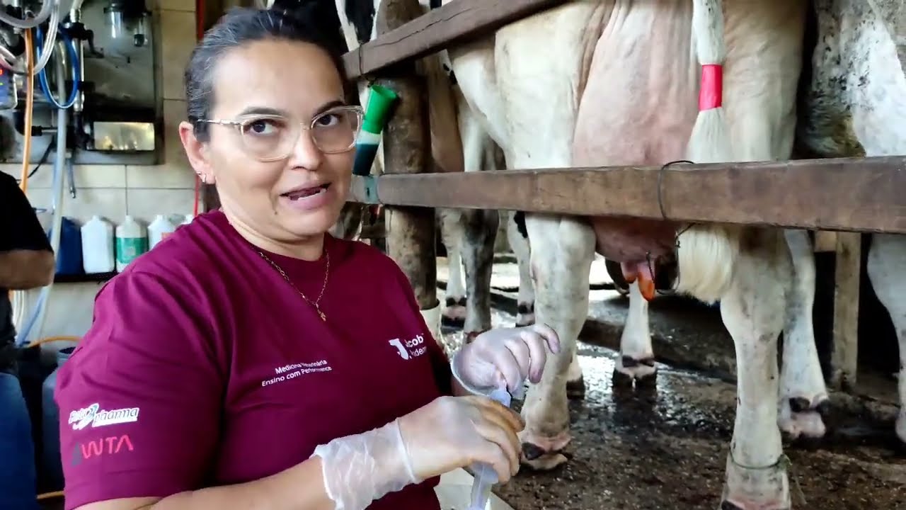 Nova Tecnologia No Tratamento Da Mastite, ozônio terapia Bora Ver o Resultado 🐄🐄🙏🏽🤜🏽!!
